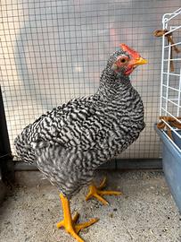 Gallina Amrock