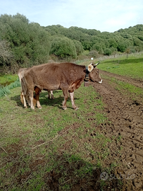 Vacche brune