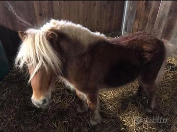 Mini Pony maschio - Animali In vendita a Vicenza