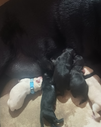 Labrador retriever