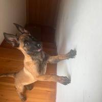 Pastore belga malinois