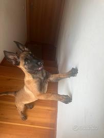 Pastore belga malinois