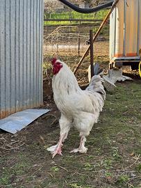 Gallo giovane (9 mesi) e galline Brahma