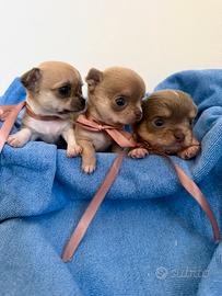 Chihuahua toy