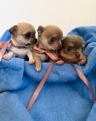 Chihuahua toy
