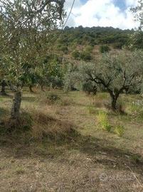 Terreno agricolo a Fonte di Roccadaspide