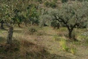 Terreno agricolo a Fonte di Roccadaspide