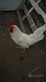 Gallo livornese