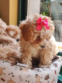 Maltipoo Nani, dolcezza infinita