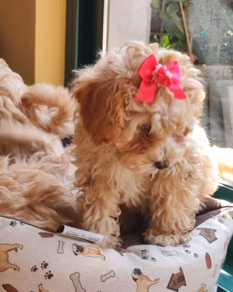 Maltipoo Nani, dolcezza infinita