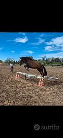 Cavallo