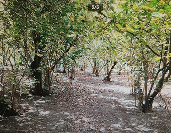 Lauro (Av) terreno agricolo pianeggiante 18000 m