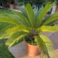Cycas in vaso
