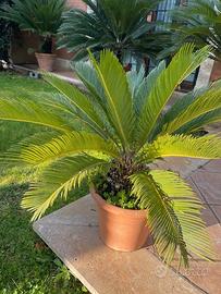 Cycas in vaso