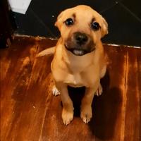 Trilly cucciola giocherellona