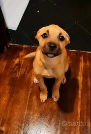 Trilly cucciola giocherellona