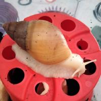 Achatina fulica