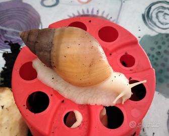 Achatina fulica