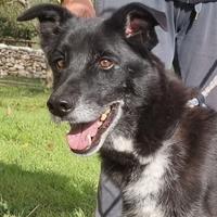 Crik e Crok aspettano una famiglia per sempre