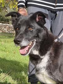 Crik e Crok aspettano una famiglia per sempre