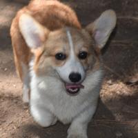 Welsh Corgi Pembroke