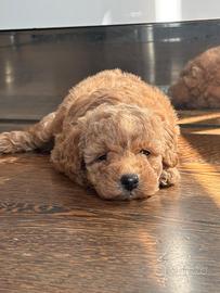 Cucciolo barboncino minitoy