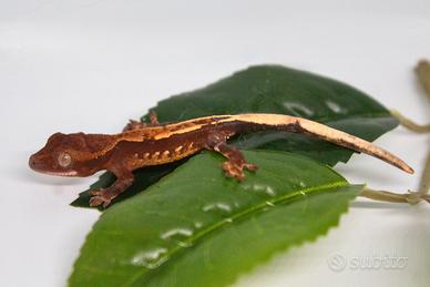 Baby di Geco Leopardino e Geco Ciliatus