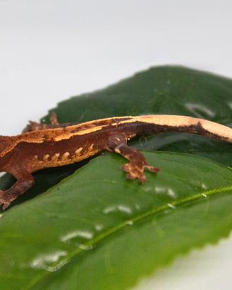 Baby di Geco Leopardino e Geco Ciliatus