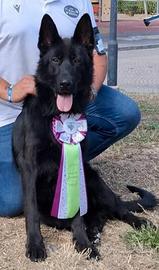 Campione Pastore Tedesco per monte