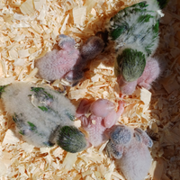 Pulli di Parrocchetto Monaco