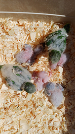 Pulli di Parrocchetto Monaco