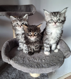 Cuccioli Mainecoon