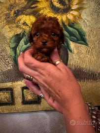 Stupende cucciole barboncino toy red