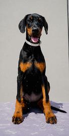 Due femminucce di dobermann