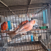 Canarini arlecchino portoghese