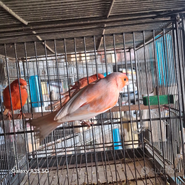 Canarini arlecchino portoghese