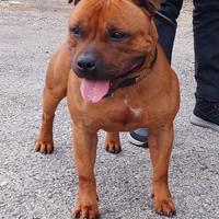 Staffordshire bull terrier cuccioli