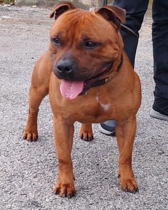 Staffordshire bull terrier cuccioli