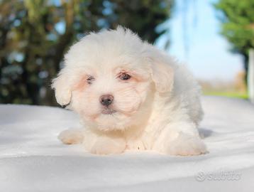 Cucciolo di Maltese
