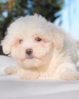 Cucciolo di Maltese