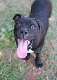Staffordshire Bull Terrier
