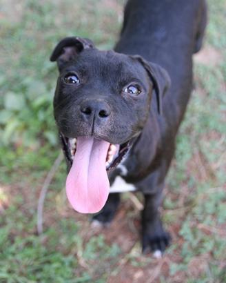 Staffordshire Bull Terrier