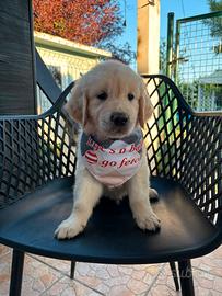 Golden retriever inglese con pedigree