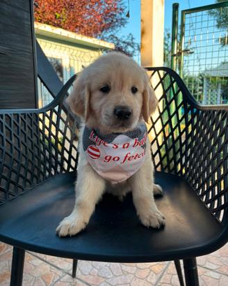 Golden retriever inglese con pedigree