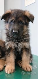 Cucciolo maschio 2 mesi