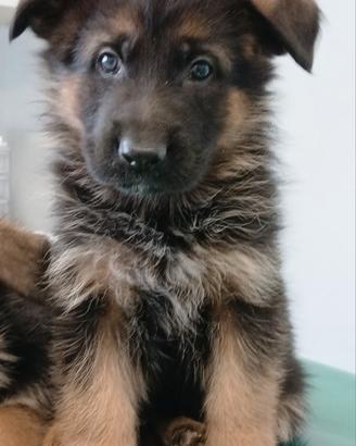 Cucciolo maschio 2 mesi