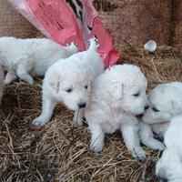Cane pastore maremmano abruzzese