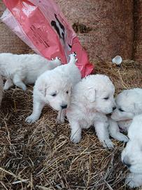 Cane pastore maremmano abruzzese