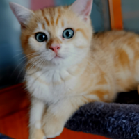 Gattini Scottish