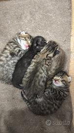 5 gattini